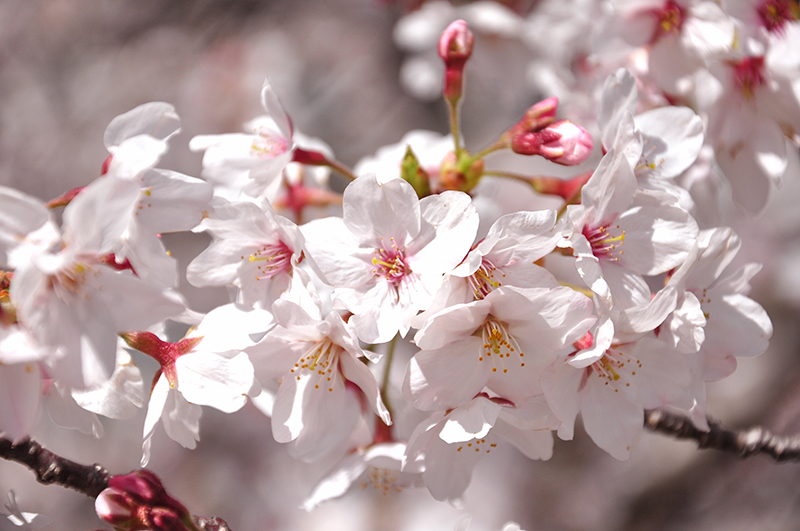 桜の花の画像